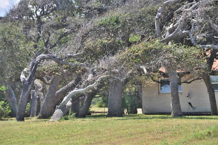 tree damage